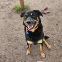 Photo of Banjo