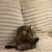 Photo of Puma