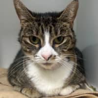 Photo of Peanut