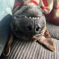 Photo of Brandy   15 Week Old Bull Arab X (On Trial)