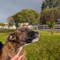 Photo of Dixie Kong