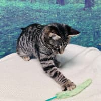 Photo of Bruce Lee   Located In Meadow Heights