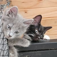 Photo of Buddy ** 2nd Chance Cat Rescue **