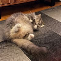 Photo of Bonita   In Foster Care In Brunswick