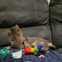 Photo of Quaza