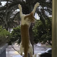 Photo of Peanut