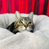 Photo of Miffy   Located In Coburg