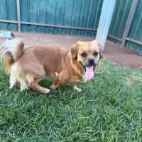 Photo of Barney