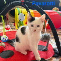 Photo of Pavarotti ** 2nd Chance Cat Rescue**