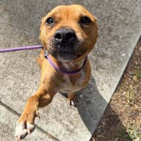 Photo of Buddy