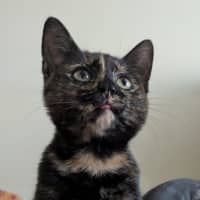 Photo of Nyx