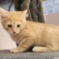 Photo of Morgan (Located In Foster Care In Templestowe)