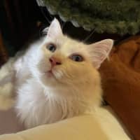 Photo of Little Dove 