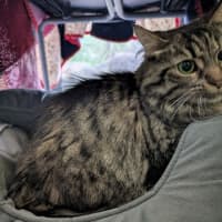 Photo of Poppy