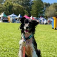 Photo of Harvey   7 Year Old Border Collie X Sheltie