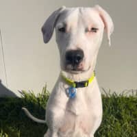 Photo of Chevy