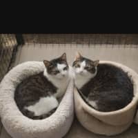 Photo of Molly / Milly