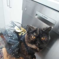 Photo of 🐾Flow🐾