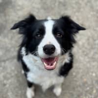 Photo of Roxxy & Rustic 