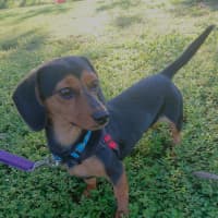 Photo of Bailey