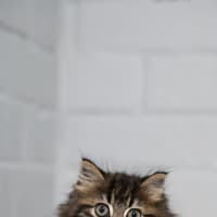 Photo of Boris