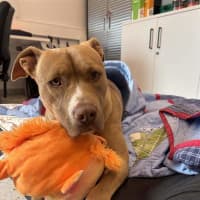 Photo of Kali