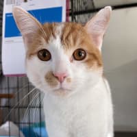 Photo of Jester