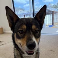 Photo of Nala