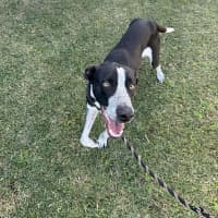 Photo of Cosmo