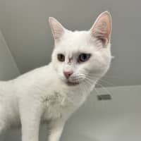 Photo of Walter Kitty