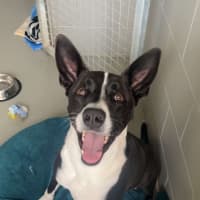 Photo of Whiskey