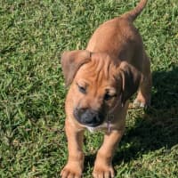 Photo of Sadie