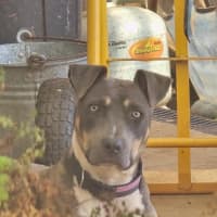 Photo of Nova
