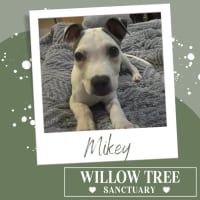 Photo of Mikey