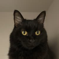Photo of Luna