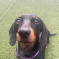 Photo of Teeki Young