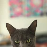 Photo of Maverick
