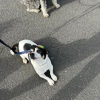 Photo of Oreo