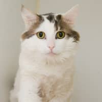 Photo of Berry