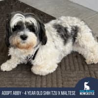 Photo of Abby🌞4yo, Shih Tzu X Maltese(on Trial 12/8/24)