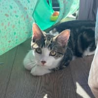 Photo of Rune 