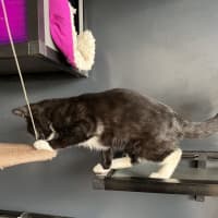 Photo of Jack   Now At Pet Quarters Thornton