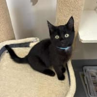 Photo of Barbecue Sauce