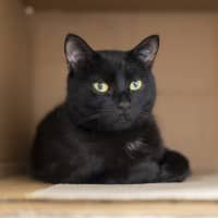 Photo of Senna (Previously Cupcake)