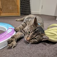 Photo of Wally *9 Lives Project Rescue*