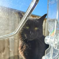 Photo of Morticia 