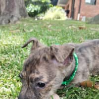 Photo of Collar Green