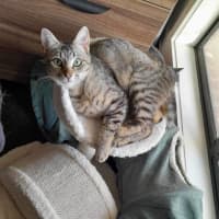 Photo of Twila Meet Me@Petstock Dandenong Store