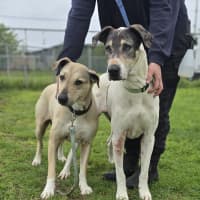 Photo of Coco And Frankie (64217, 64219)