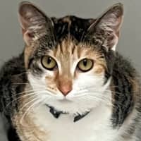 Photo of Gucci (60039)